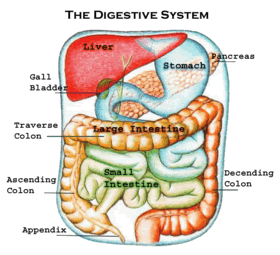 thedigestivesystem